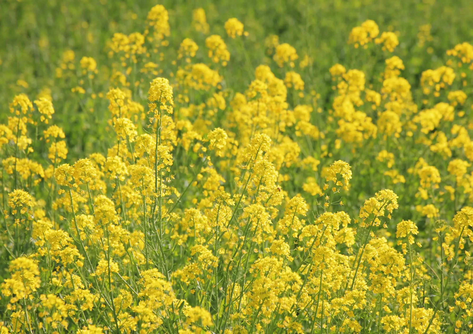 Ubezpieczenie rzepaku