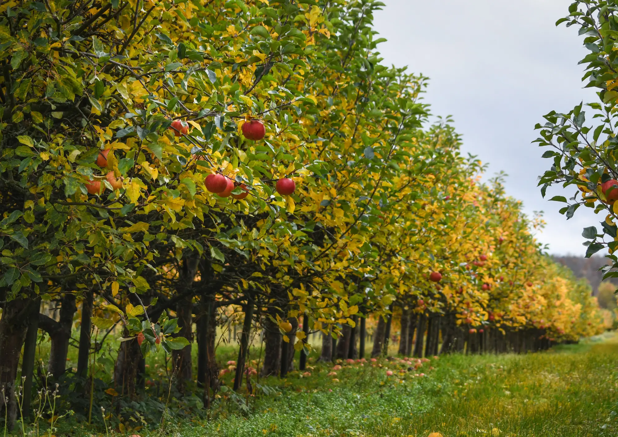 Ubezpieczenia sadów