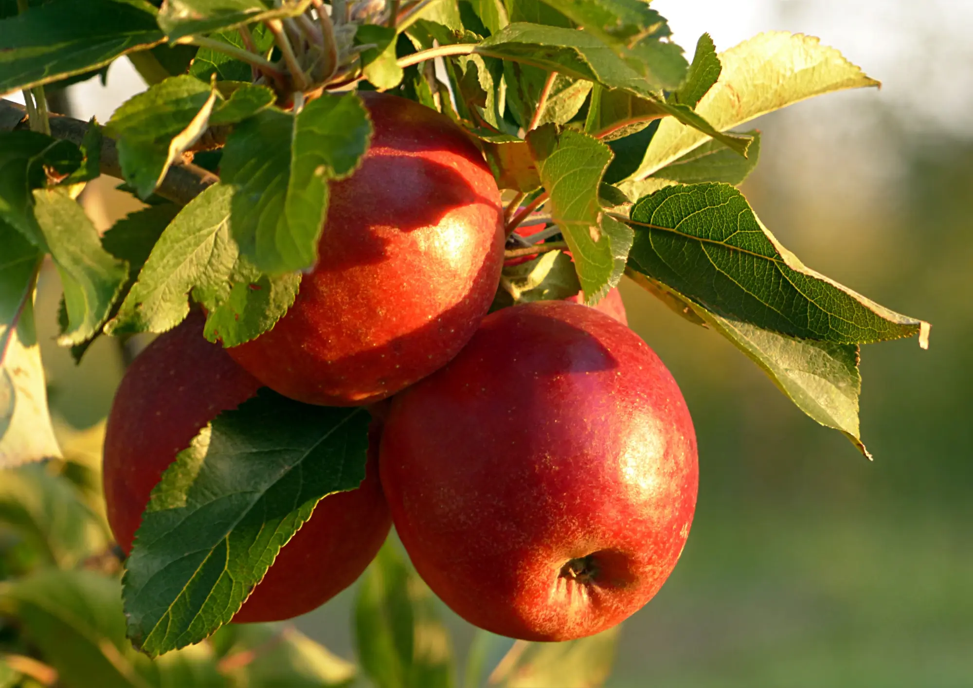 Ubezpieczenie sadów