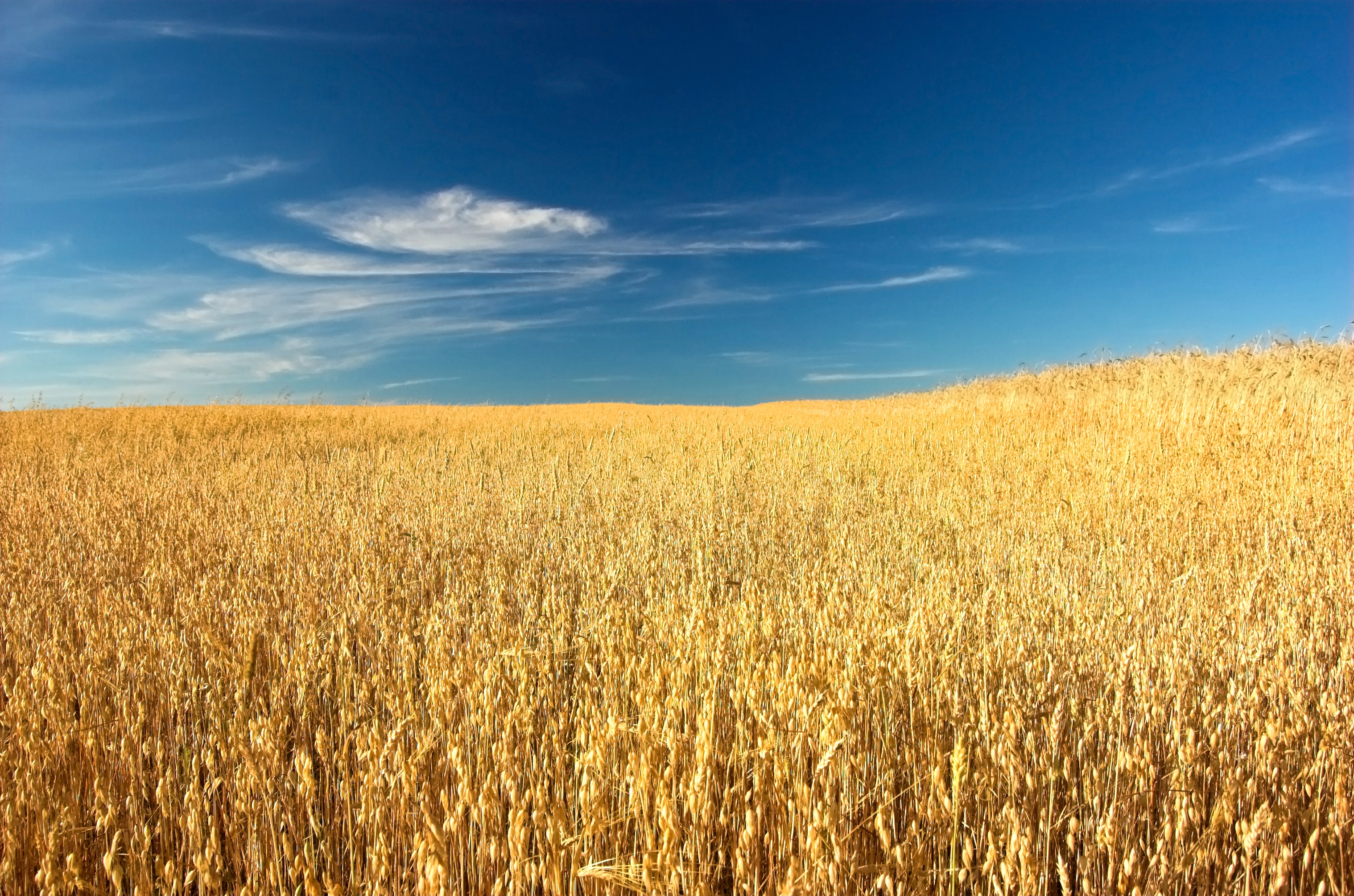 Ubezpieczenie zbóż